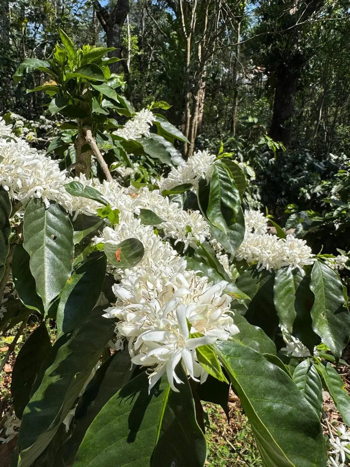 Coffee in blossom at Hoysala Estate, an organic and biodynamic farm in Chikmagalur