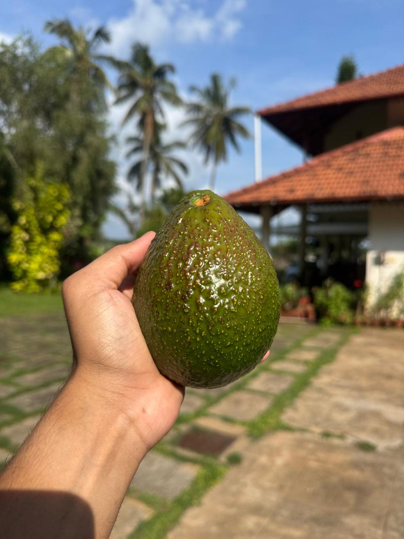 Fresh avocado from the estate
