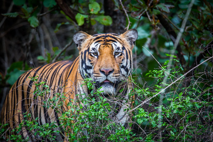 Grown where tigers still walk
